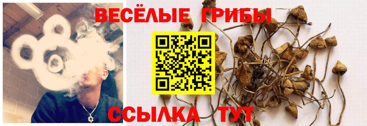 Псилоцибиновые грибы Psilocybe Крымск